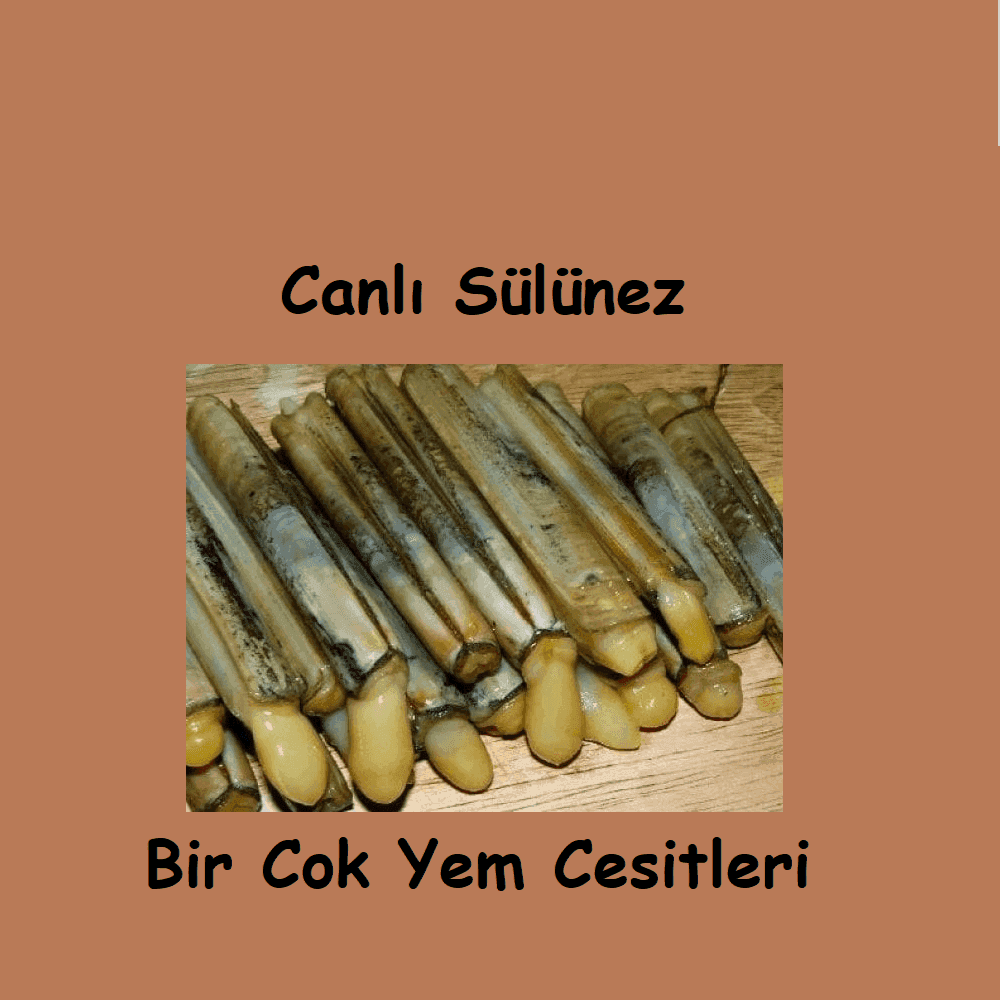 Canlı Sülünez ile Avlanırken Yapılan Hatalar