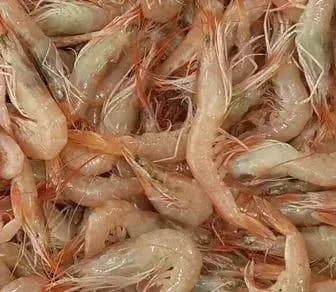 Canlı Mamun Teke ve Sülünez Siparişi Dalyan Oltacılık