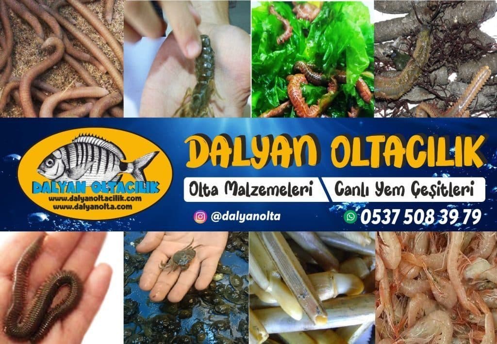 Dalyan Oltacılık | Canlı ve Şoklanmış Surf Casting Yem Çeşitleri Dalyan Oltacılık | Canlı ve Şoklanmış Surf Casting Yem Çeşitleri